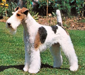 Fox Terrier