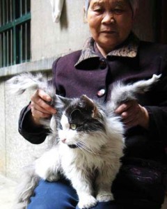 Gato alado-China 2007