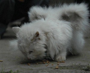 Gato alado-China 2010