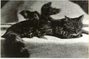 Gato alado-Inglaterra 1899