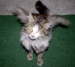 Gato alado-Turquía 2008