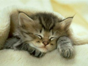 Gatito M 2