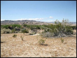 Paraje Carrizo Wash