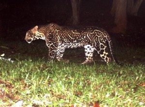 Leopardo con pelaje no habitual.
