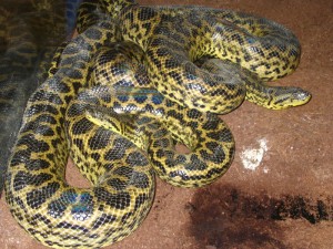 Anaconda amarilla.