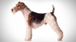 Fox Terrier.