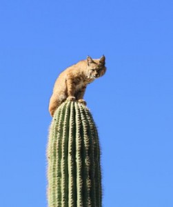 Lince Rojo.