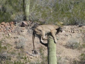 Puma sobre saguaro.