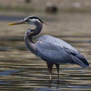 Gran Garza Azul.