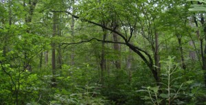 Riberas del Pantano.