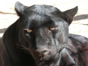 Pantera Negra.