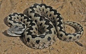 Víbora de Lataste.