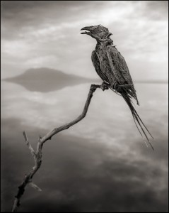 Nick Brandt. Natron3.