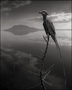 Nick Brandt. Natron1.