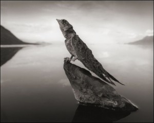 Nick Brandt. Natron2.