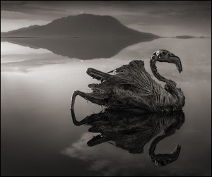 Nick Brandt. Natron4.