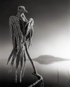 Nick Brandt. Natron5.