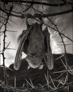 Nick Brandt. Natron6.