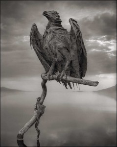 Nick Brandt. Natron7.