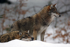 Lobo de las grandes praderas.