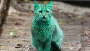 Gato verde 1.