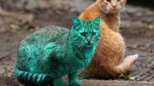 Gato verde 2.