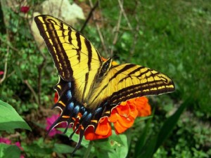 Mariposa amarilla.