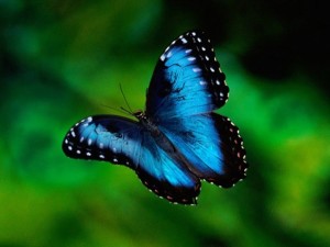 Mariposa azul.