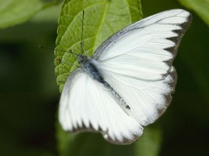 Mariposa blanca.