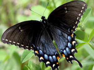 Mariposa negra.