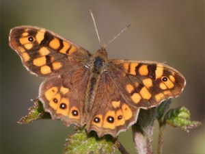 Mariposa ocre.