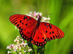 Mariposa roja.