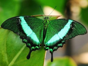 Mariposa verde.