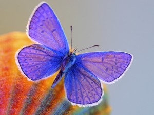 Mariposa violeta.