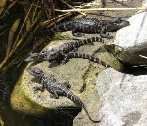 Caimanes bebés.