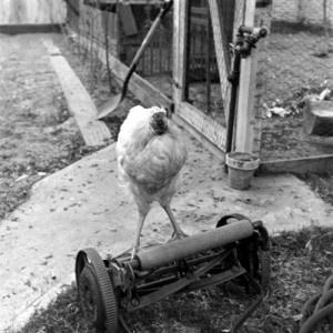 Mike en su granja.