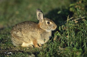 Conejo.