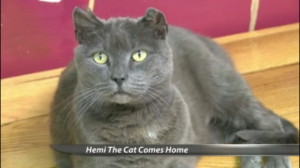 Hemi la gata.