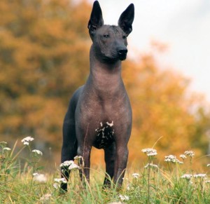 Xoloitzcuintle.