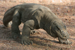 Dragón de Komodo.