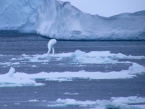 Ningen hielo.