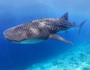 Tiburón ballena.