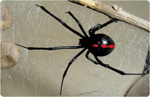 Araña1.