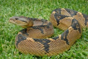 Serpiente2.