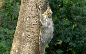 Colugo.