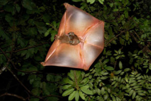 Colugo planeando.