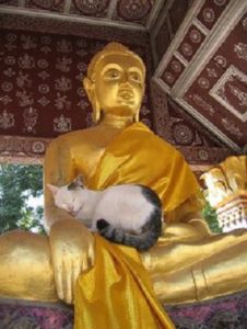 Gato y Buda 1.