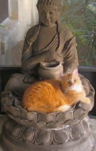 Gato y Buda 2.