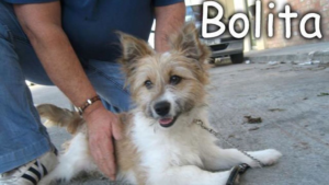 Bolita-Max.