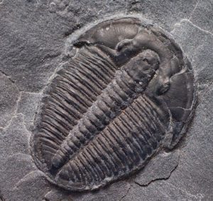 Trilobite Elrathia Kingii.